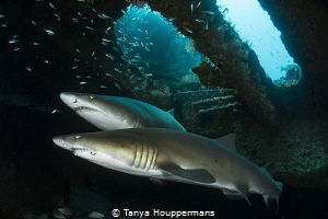 'Two If By Caribsea'- Two sand tiger sharks swim inside t... by Tanya Houppermans 